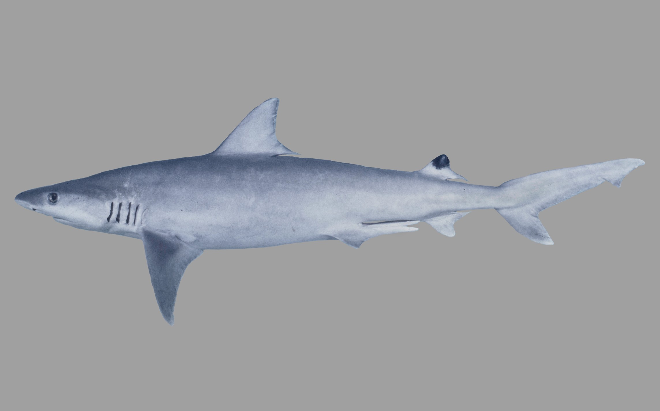 Carcharhinus humani, male, 72 cm TL, Bahrain; J.E. Randall